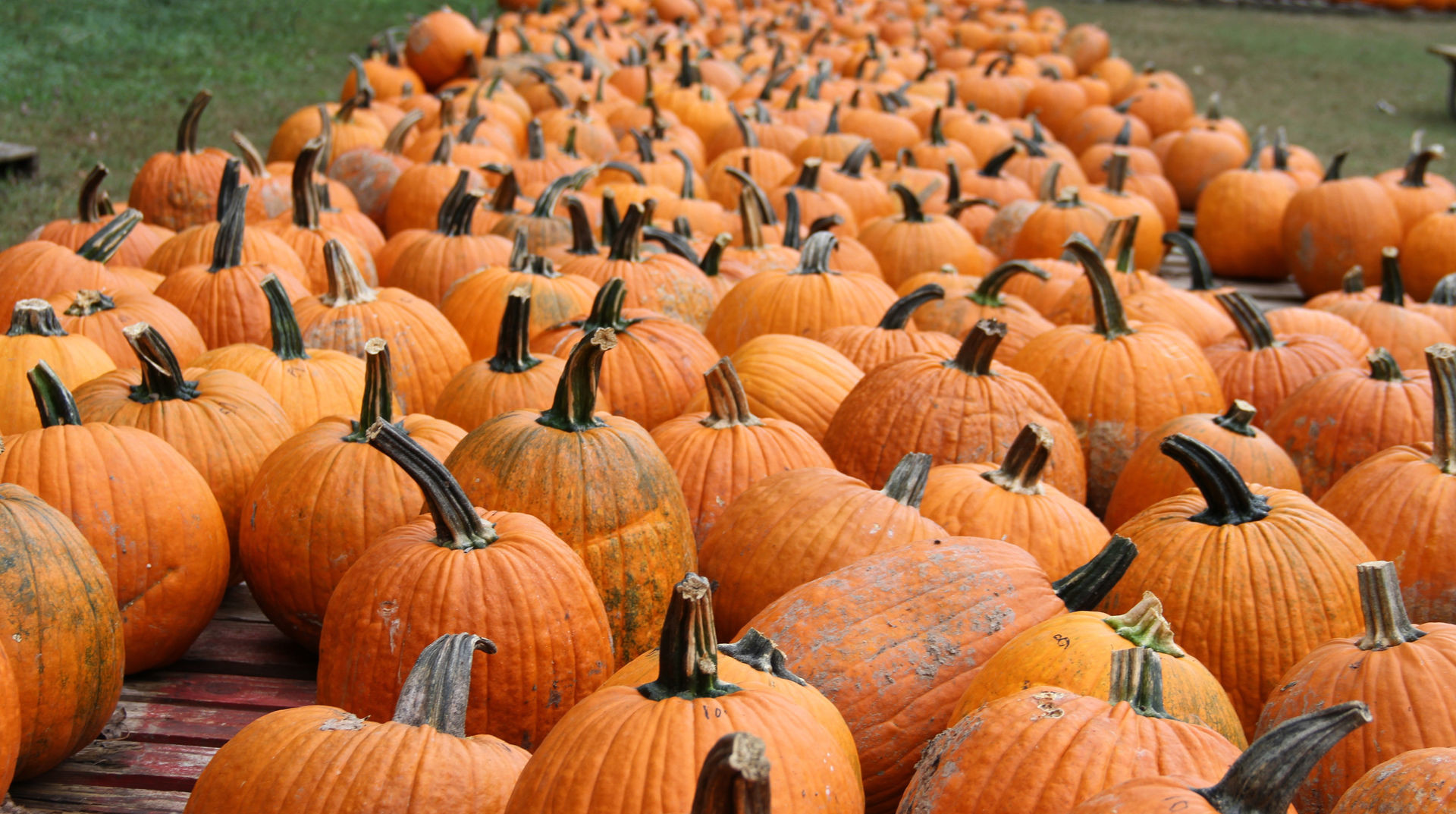 Pumpkin festival Farm